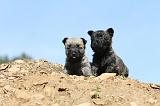 CAIRN TERRIER 167